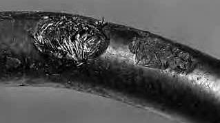 Hưng hỏng lớp vỏ ống thủy lực